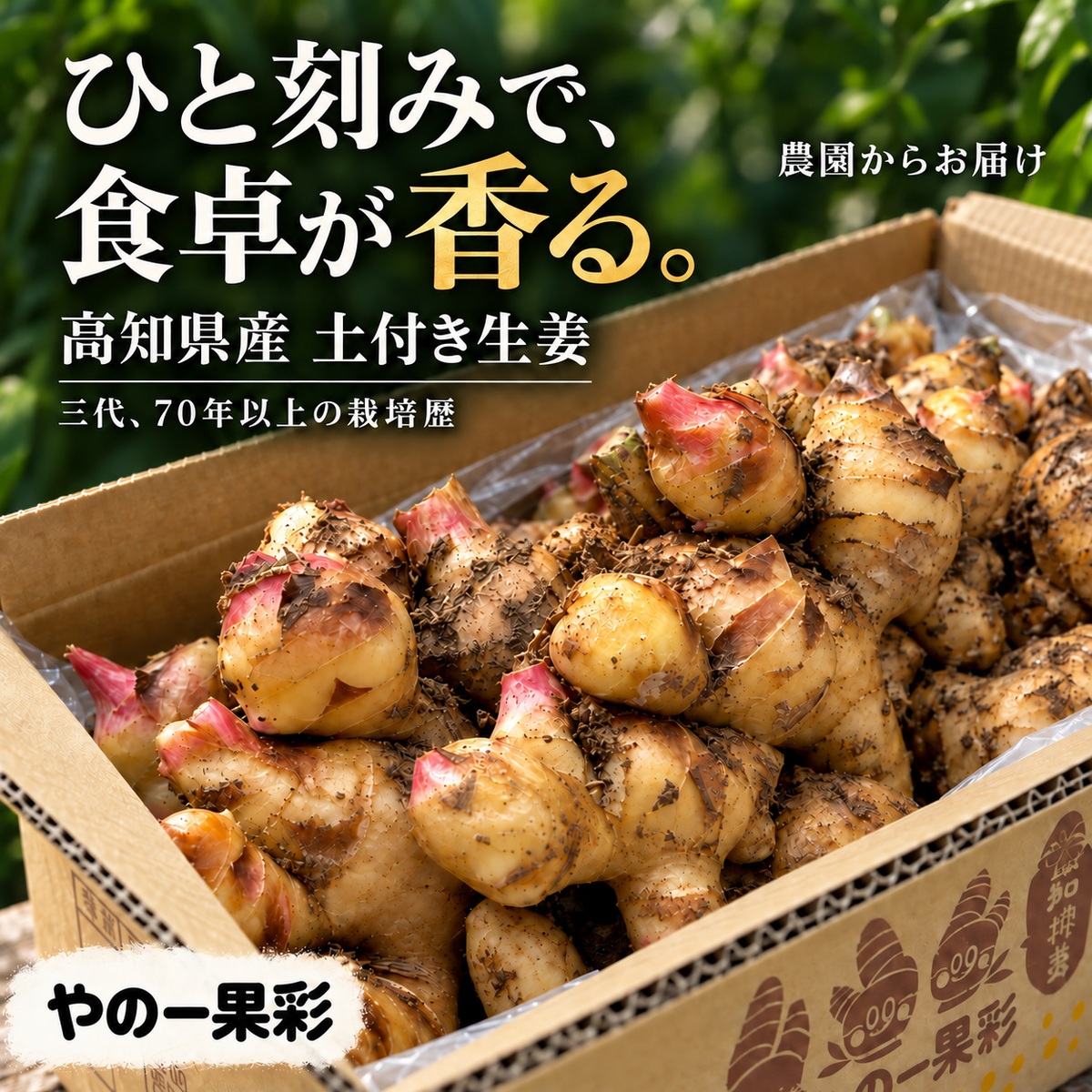 高知県土佐市産 やの一果彩の土付き生姜