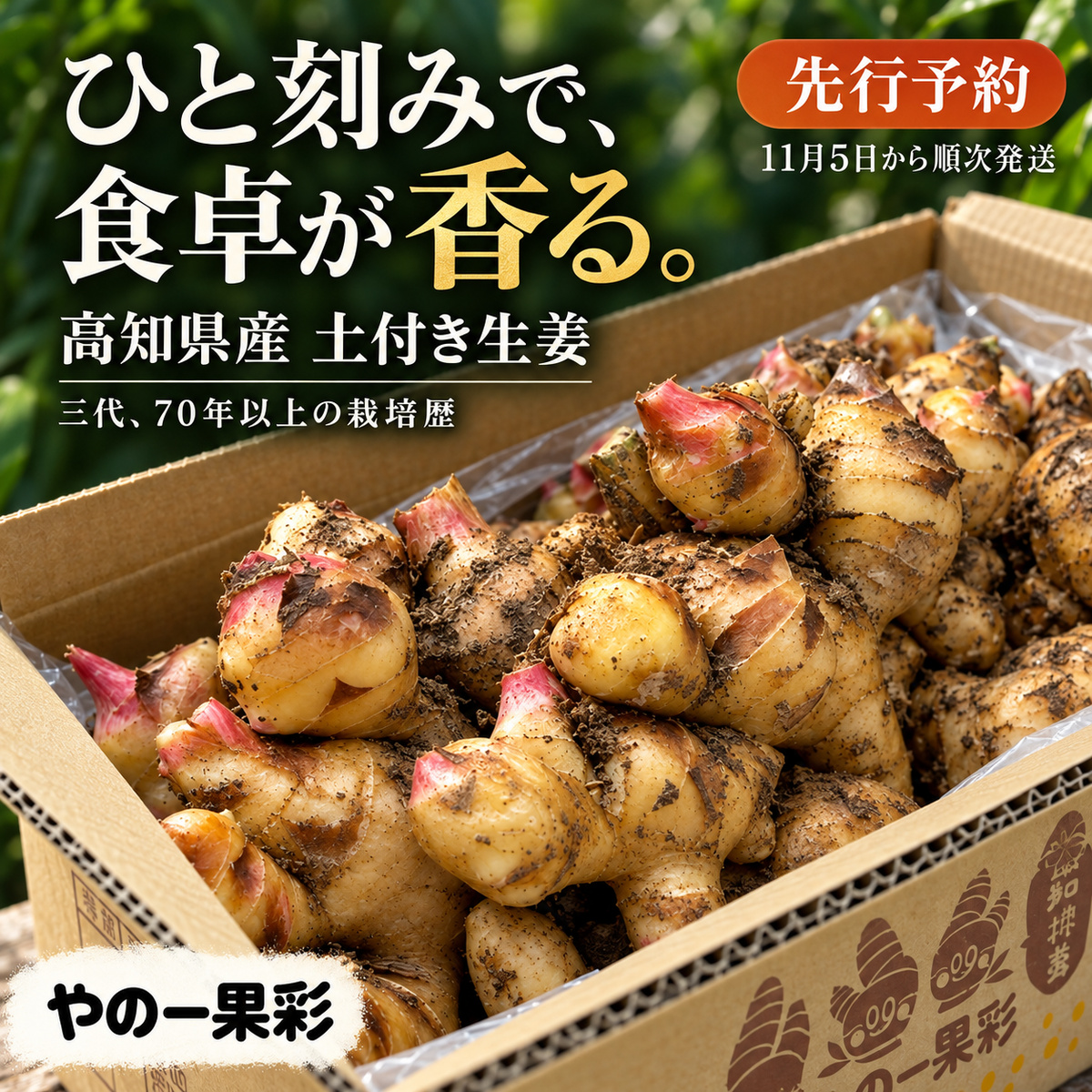 先行予約・高知県産 土付き生姜