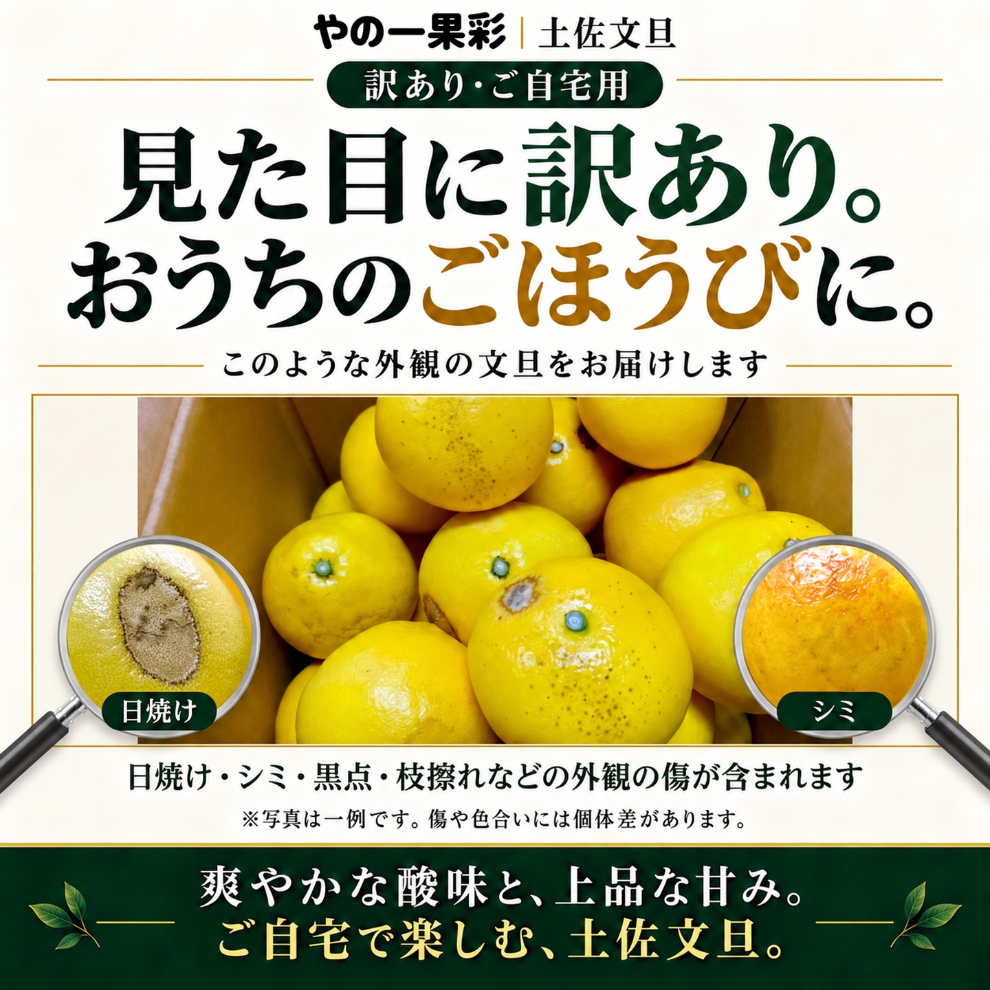 訳あり土佐文旦の外観の状態例。日焼け・シミ・黒点・枝擦れなどが含まれます（全容量共通）