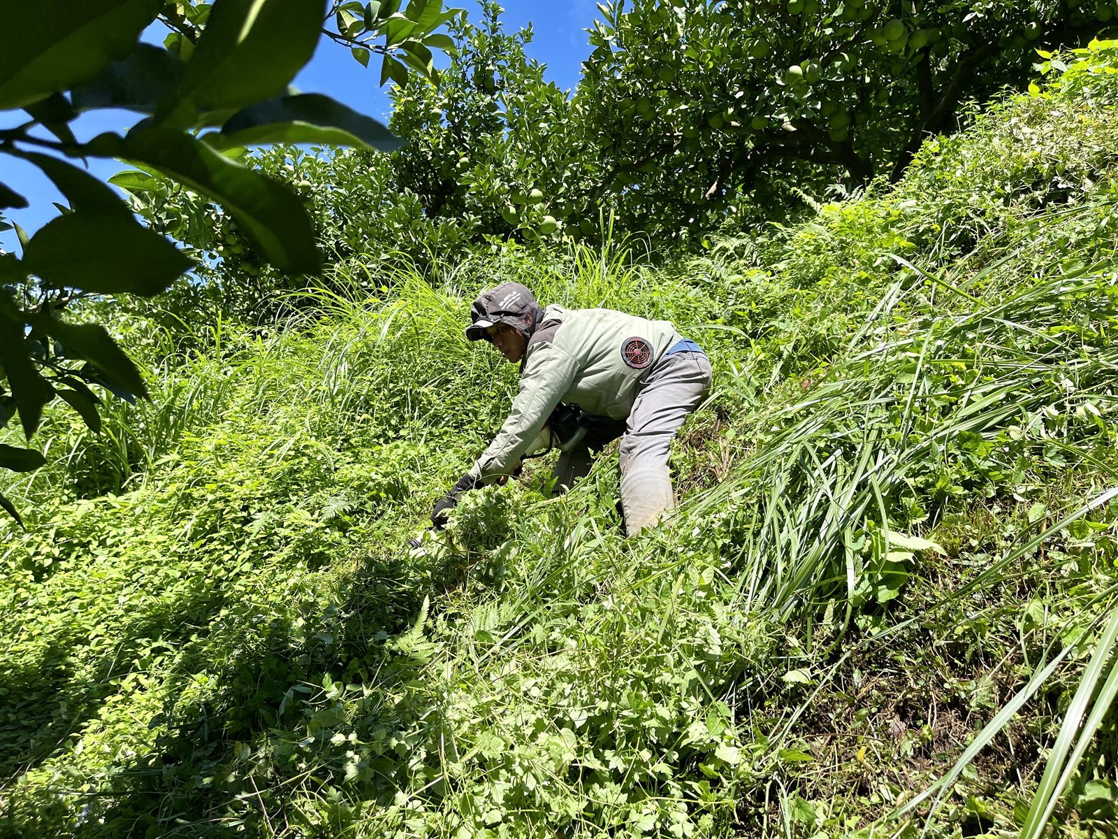 実の付いた木々の下、急な斜面で草刈りをしている様子