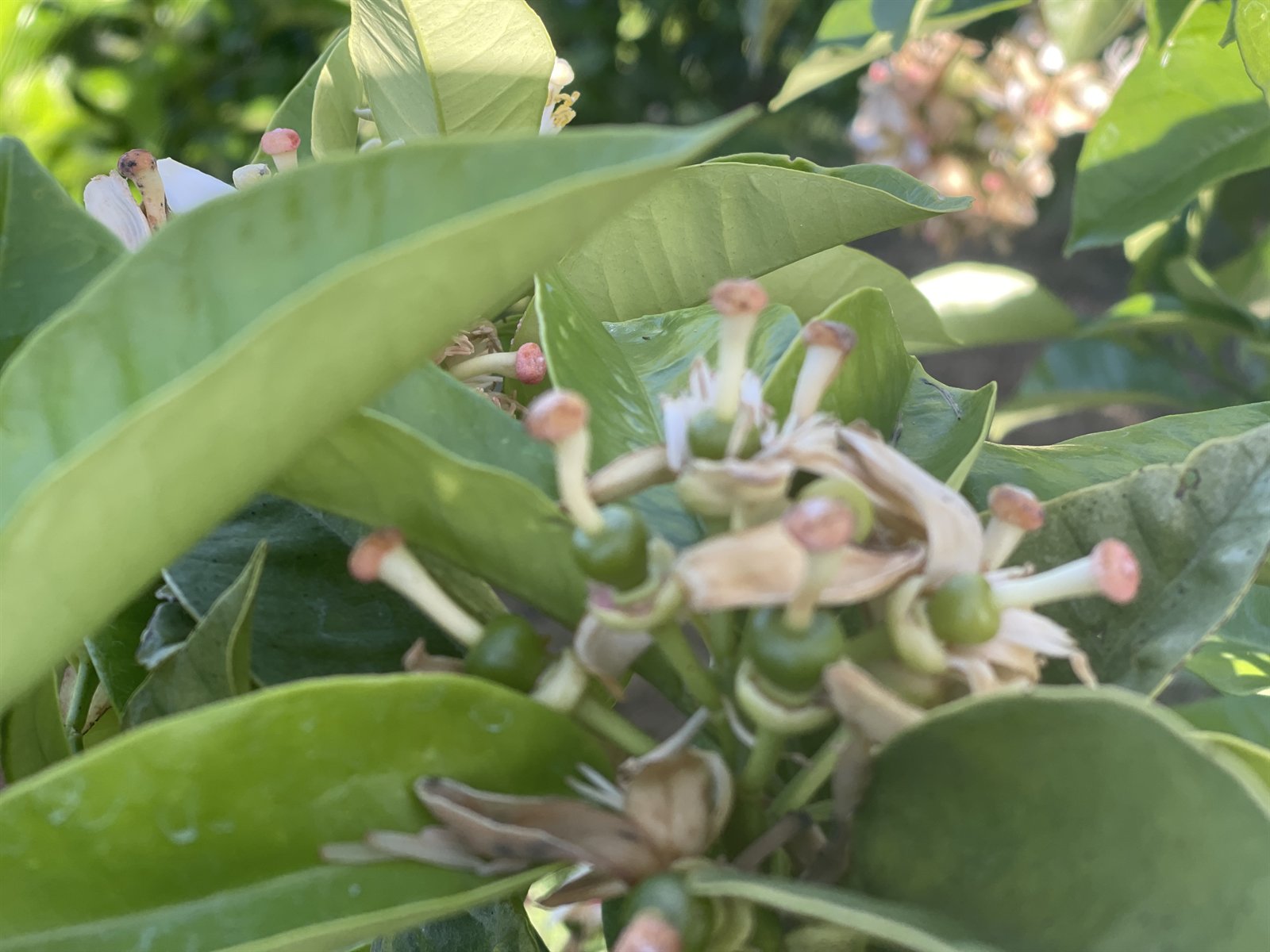 役目を終えて茶色くなり始めた花びらと、つき始めた小さな実