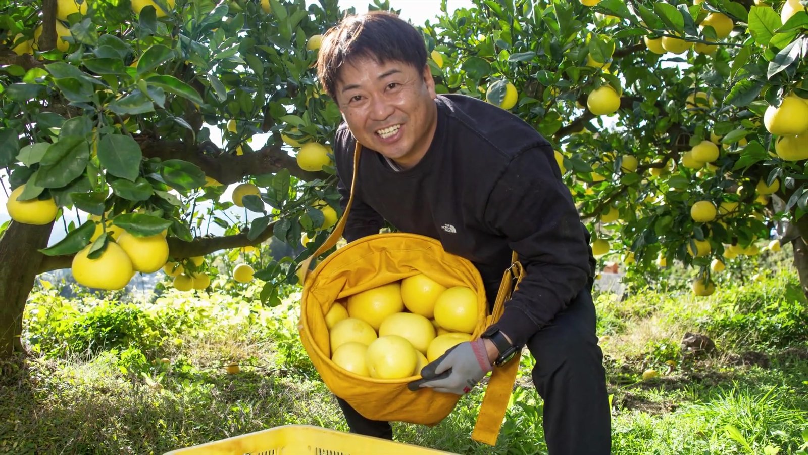 収穫袋いっぱいの黄色い土佐文旦と、笑顔の園主