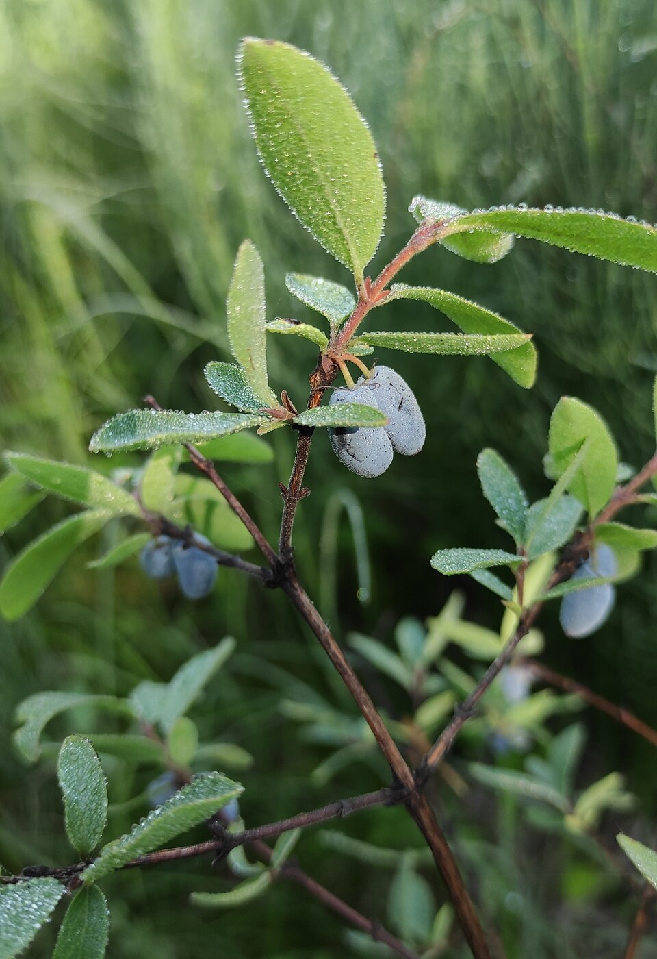 Lonicera caerulea subsp. pallasiiの参考写真。日本のハスカップ栽培品種を同定する資料ではありません。