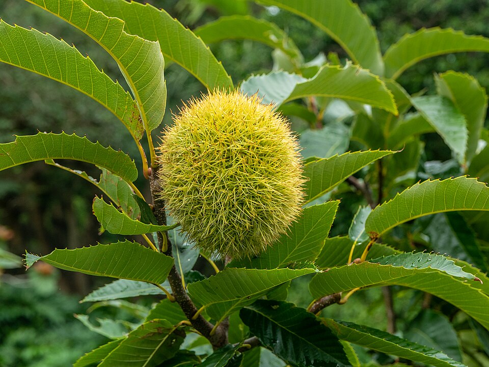 ニホングリのいがと葉。オーストラリアの植物園で撮影された参考写真で、ぽろたんの品種写真ではありません。