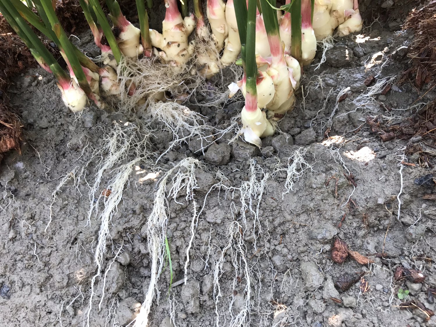 生姜の根茎、地上部の付け根と細い根