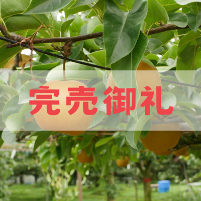 幸水【球磨清流梨】