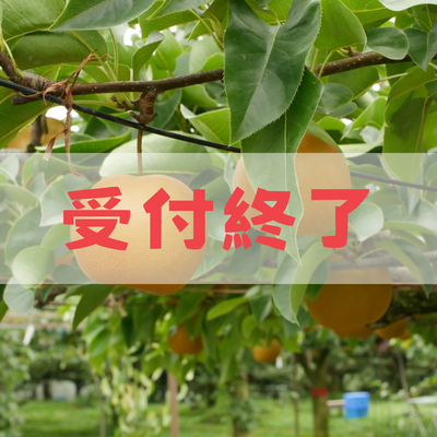幸水【球磨清流梨】