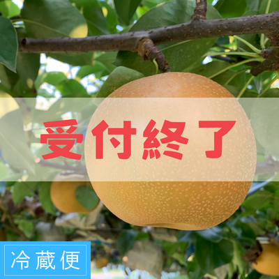 秋月梨【球磨清流梨】