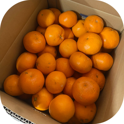 はるみ 家庭用【5kg】