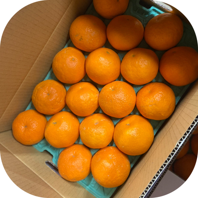 はるみ【5kg/18玉】