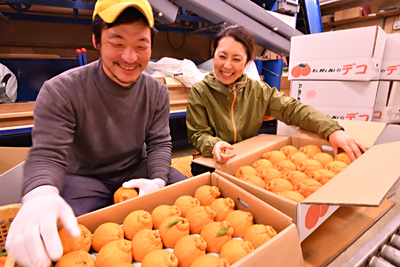 52.愛知県産 デコポン（不知火）約20kg家庭用 52.愛知県産 デコポン（不知火）約20kg家庭用 - 果物工場 直営 店