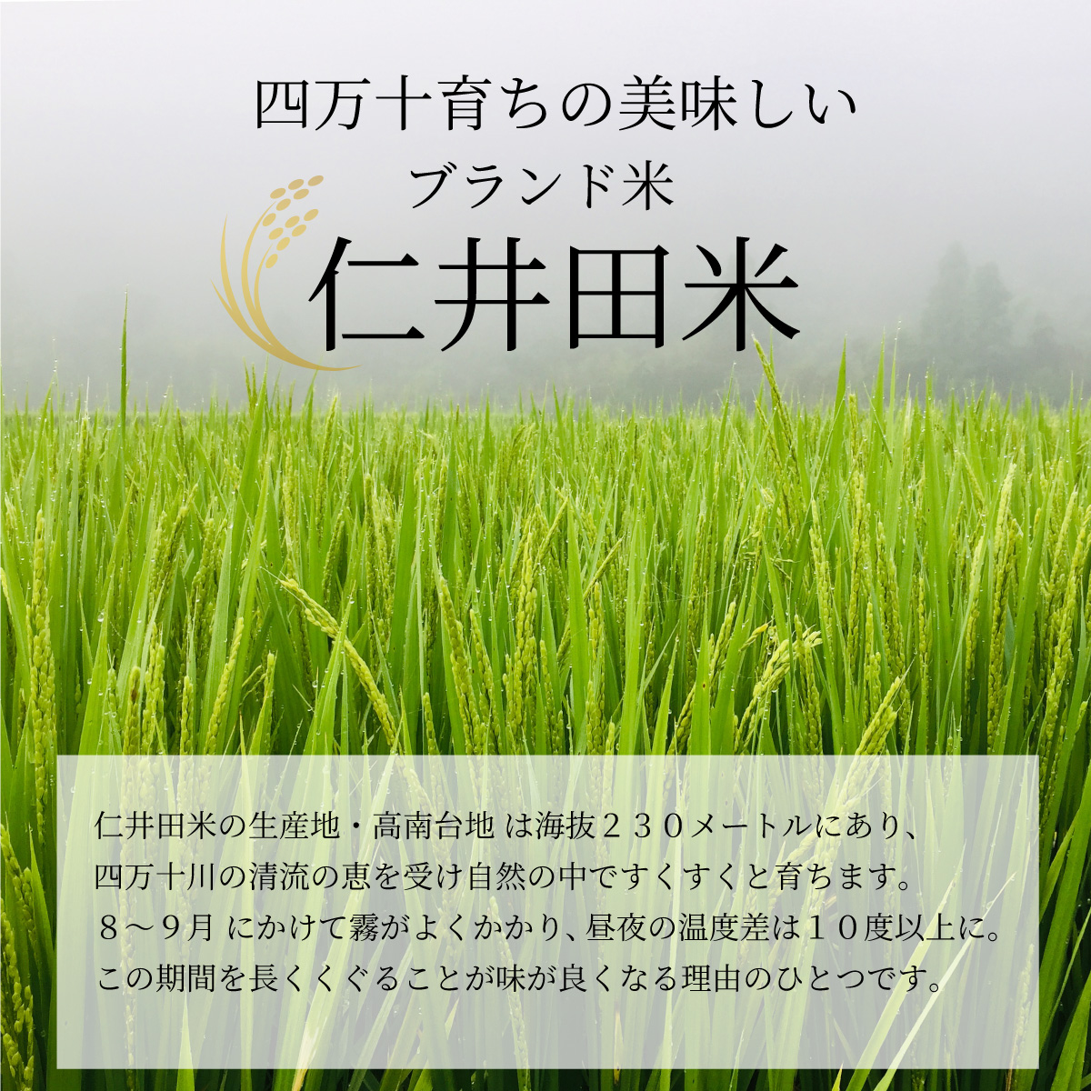 令和7年産 仁井田米2kg 特別栽培米 | 宮内商店ネットショップ