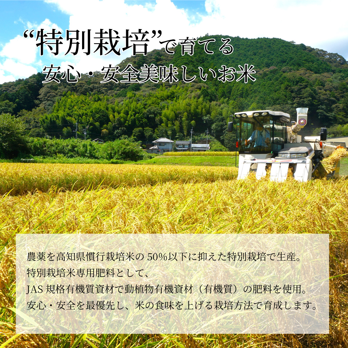 令和7年産 仁井田米 5kg 特別栽培米 | 宮内商店ネットショップ
