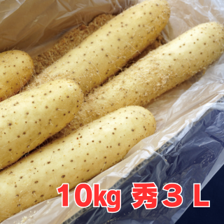 10kg秀3L】秋掘り長芋 | JAオホーツク網走