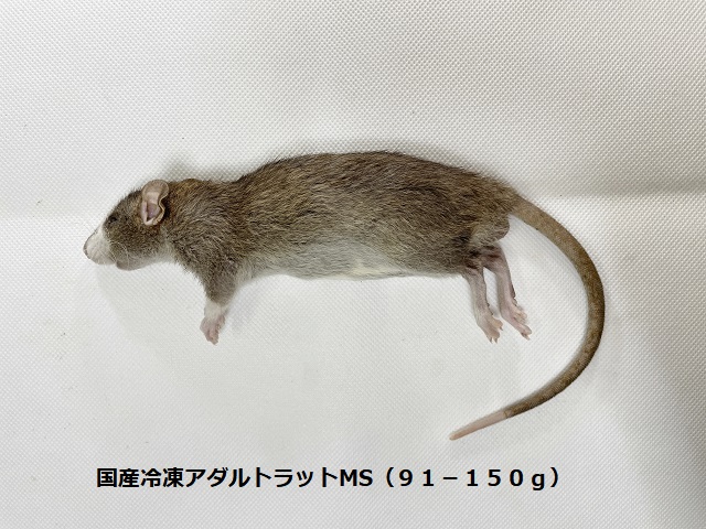 国産冷凍アダルトラットMS及びML 国産冷凍アダルトラットMS (91-150g) | Maniac