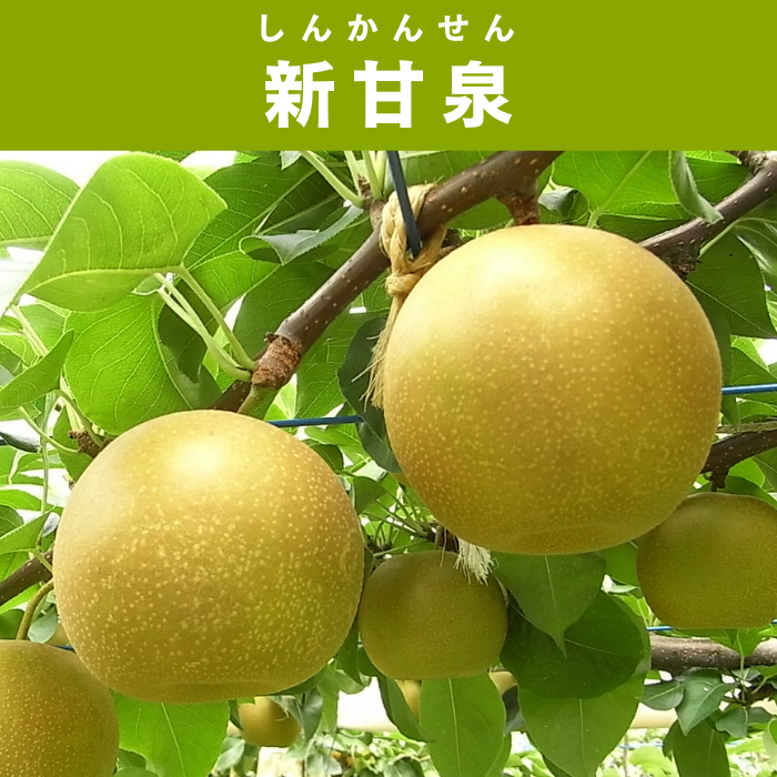 新甘泉 | ええもん届ける便