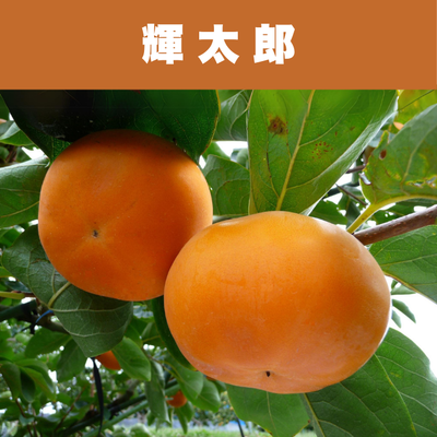 輝太郎　