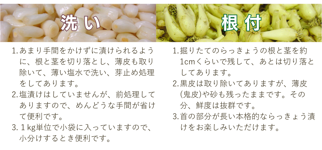 【訳あり】らっきょう 10kg 洗いらっきょう 鳥取 らっきょ 皮むき 楽天市場】【送料無料】 鳥取県産 らっきょう 鳥取らっきょう