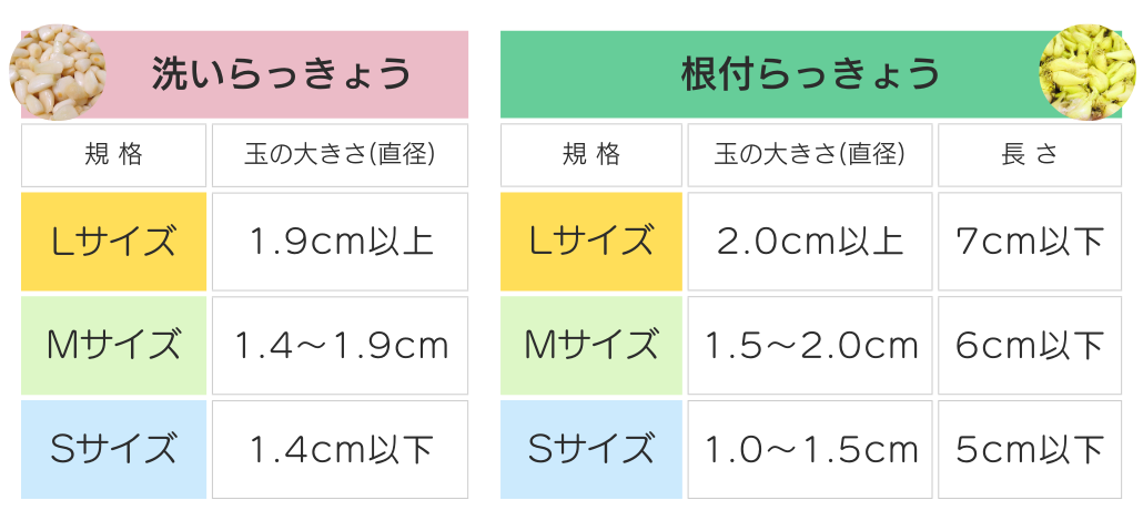 鳥取砂丘らっきょう【漬け込みセット】 | ええもん届ける便
