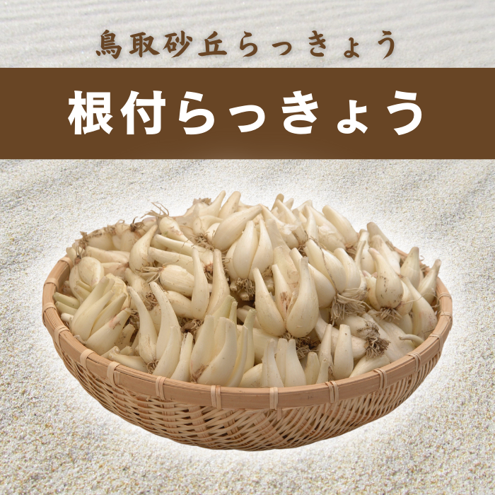 鳥取砂丘らっきょう【根付／冷蔵発送】 | ええもん届ける便