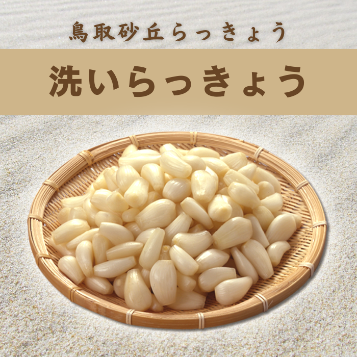 砂丘らっきょう 10kg 洗いらっきょう 鳥取 らっきょう ラッキョウ