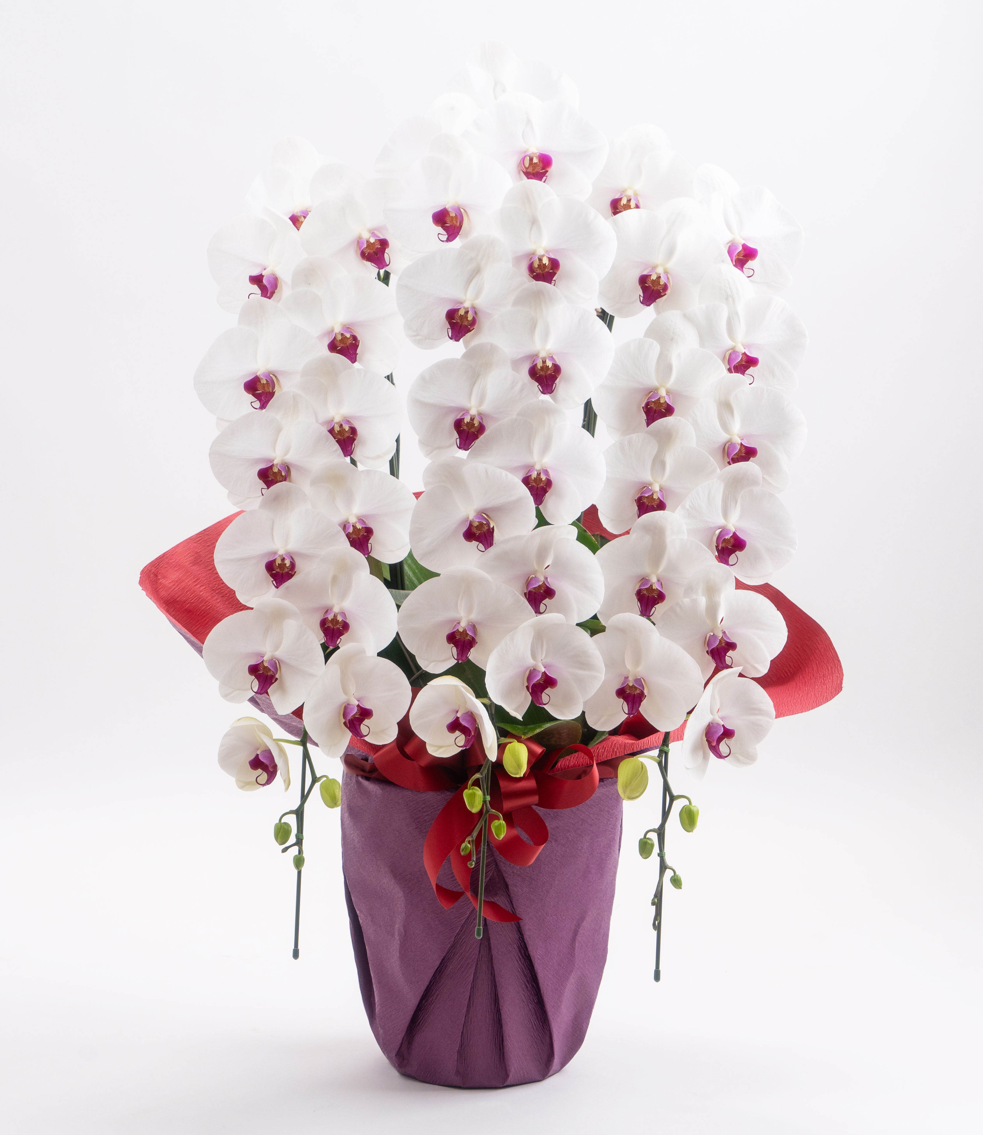 胡蝶蘭　苗　3株 胡蝶蘭苗 大輪 白 3株