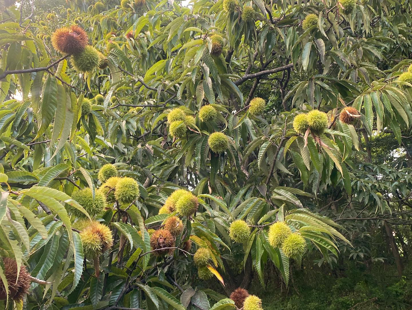 販売開始のお知らせ】生栗発売開始です | アベチャンファーム