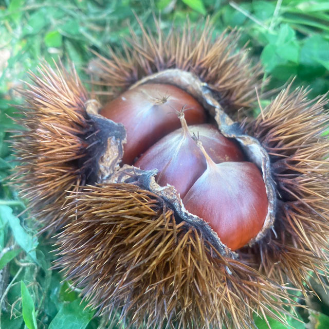 栗のベンチ78 しょうちゃん❕いい栗の耳付き一枚板で杢目が綺麗ですよ