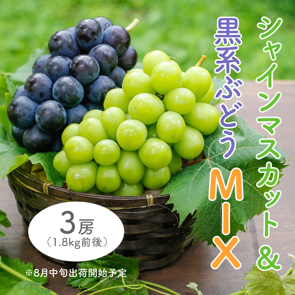北浦ファームのぶどうミックス 3房 1.8kg前後【※8月中旬～出荷開始予定
