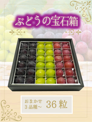 3M-宝36　ブドウの宝石箱3種以上（36粒入り）【9月中旬～発送】