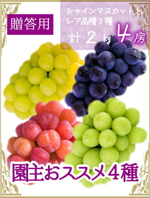4M-2R　[贈答用 計4房 (2kg)]　園主おススメ4種　【9月中下旬～発送開始】