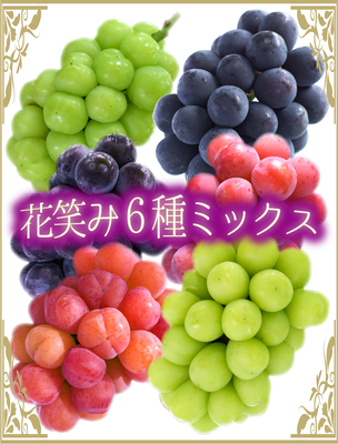 6M-5　[贈答用 計6房]　花笑み6種ミックス【9月中下旬～発送開始】