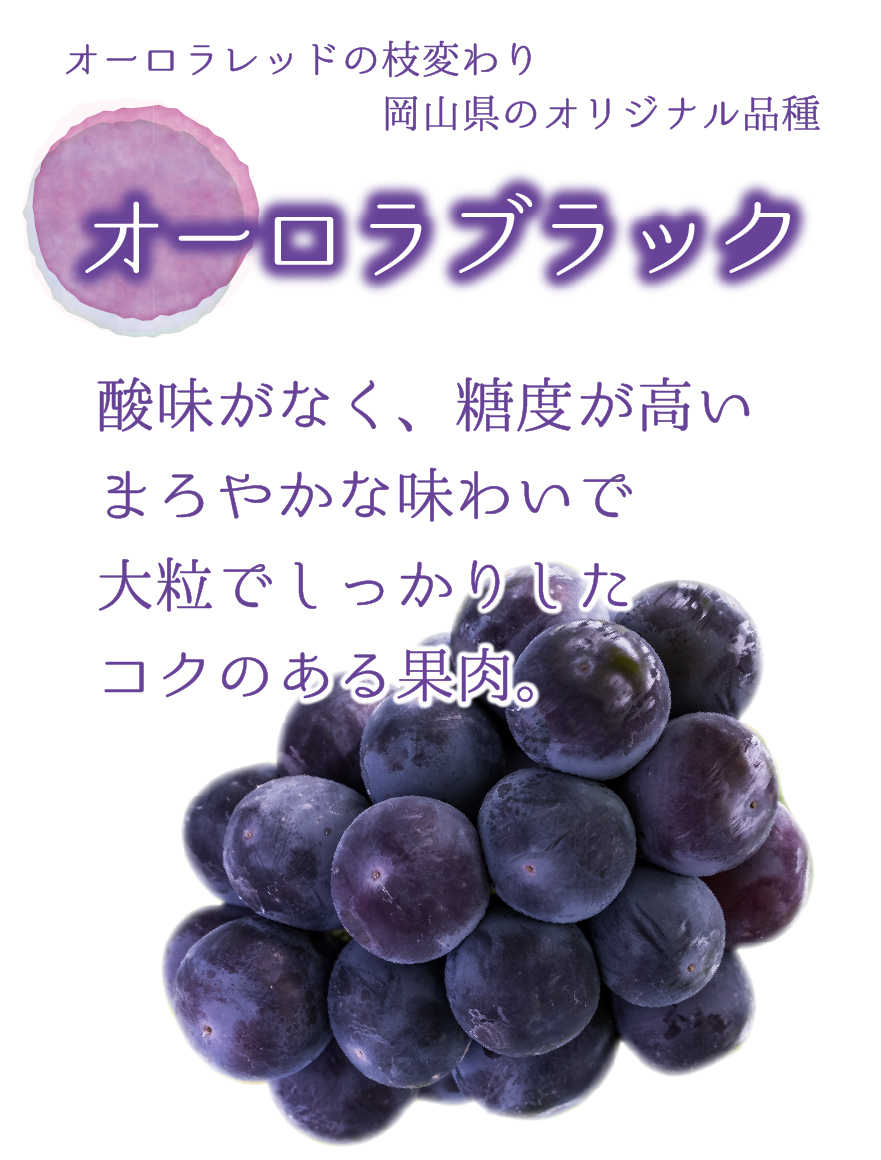 A-2 [家庭用 3～5房 (約2kg)] オーロラブラック 【9月上旬～発送開始