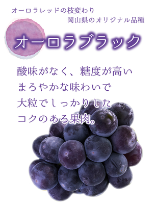 A-2 [家庭用 3～5房 (約2kg)] オーロラブラック 【9月上旬～発送開始