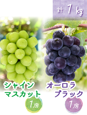 AS-1　[優品 計2房 (1kg)]　オーロラブラック&シャインマスカット【9月中旬～発送開始】