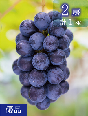 B-1　[少量用1kg]　BKシードレス【9月中下旬～発送開始】（おすすめ第8位）｜花笑み農園