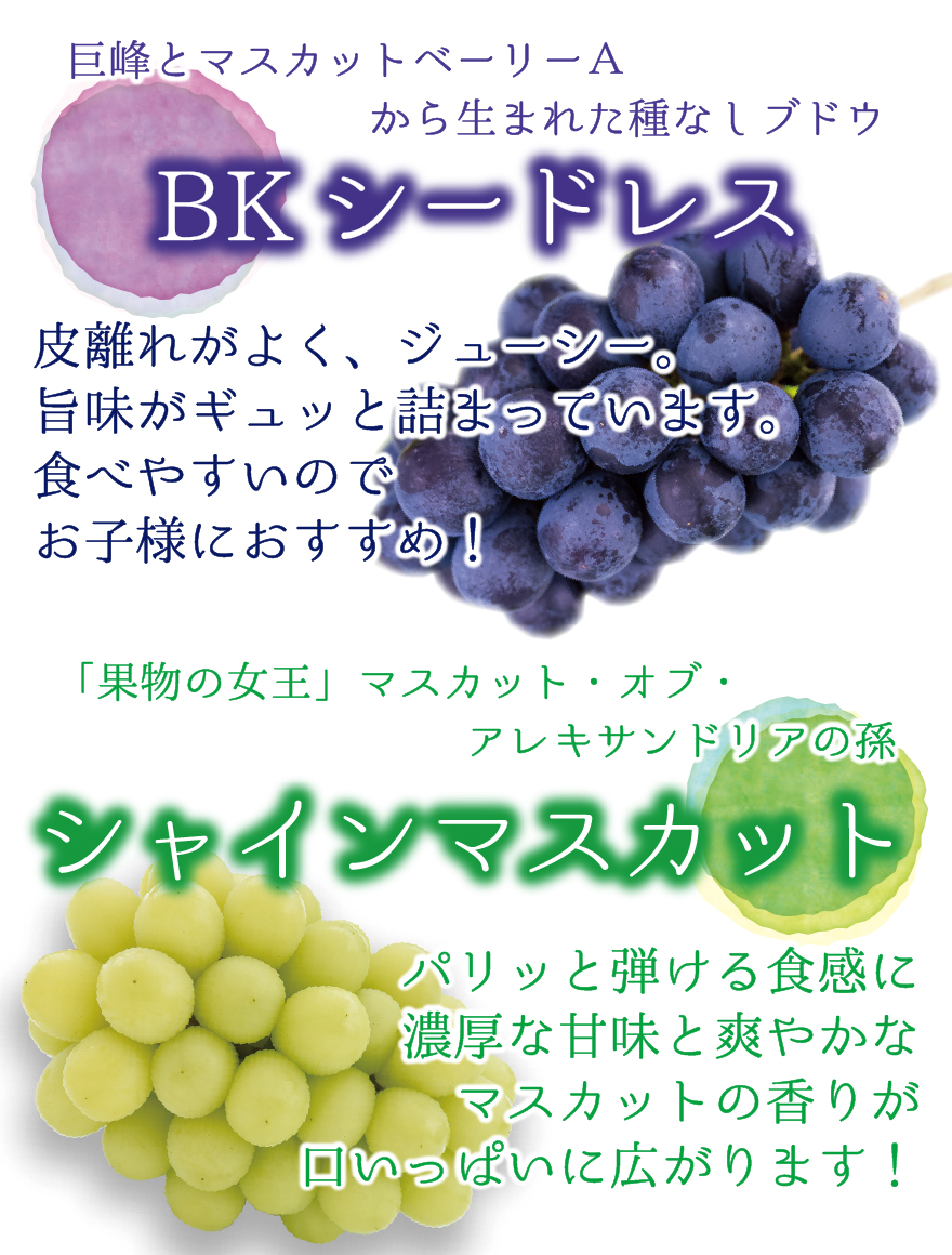富士の輝き、B Kシードレス、マスカットノワール、バイオレットキング、クインニー 富士の輝の通販｜ぶどう｜食べチョク｜産地直送(産直)お取り寄せ通販