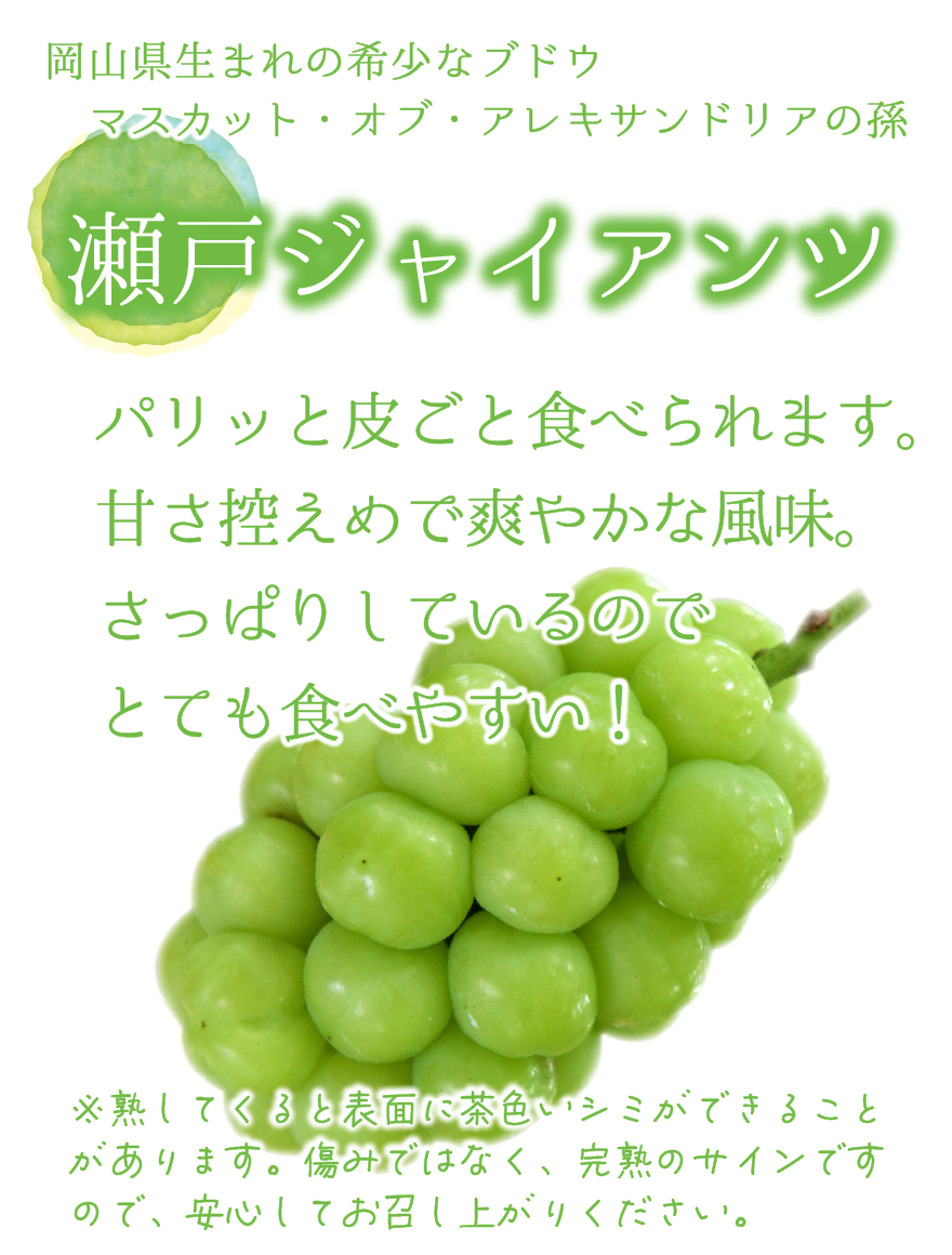 G-1 [優品 2房 (1kg)] 瀬戸ジャイアンツ【9月下旬～発送開始】 | 花