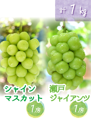 GS-1　[優品 計2房 (1kg)]　シャインマスカット&瀬戸ジャイアンツ【9月下旬～発送開始】