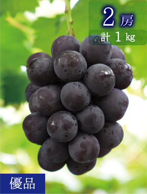 P-1　[少量用1kg]　ニューピオーネ【9月上旬～発送開始】（おすすめ第7位）｜花笑み農園