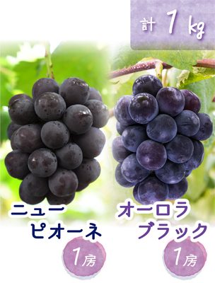 PA-1　[優品 計2房 (1kg)]　ニューピオーネ＆オーロラブラック【9月中旬～発送開始】