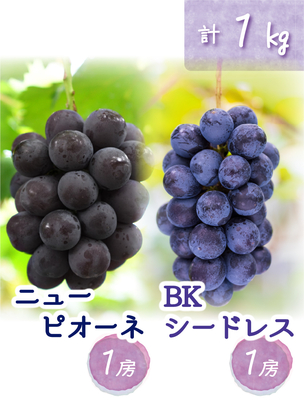 PB-1　[優品 計2房 (1kg)]　ニューピオーネ＆BKシードレス【9月中旬～発送開始】