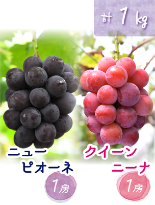 PQ-1　[優品 計2房 (1kg)]　ニューピオーネ＆クイーンニーナ【9月中旬～発送開始】