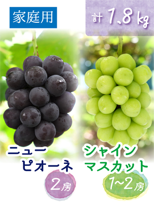PS-2　[家庭用 計3～4房 (1.8kg)]　ニューピオーネ＆シャインマスカット【9月中下旬～発送開始】