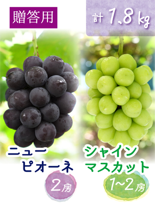 PS-2　[贈答用 計3～4房 (1.8kg)]　ニューピオーネ＆シャインマスカット【9月中下旬～発送開始】