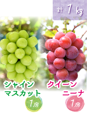 QS-1　[優品 計2房 (1kg)]　クイーンニーナ&シャインマスカット【9月中旬～発送開始】