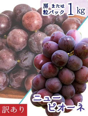 WP-1　[訳あり1kg]　訳ありニューピオーネ【9月上旬～発送開始】