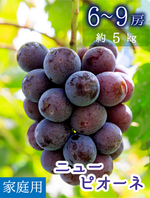 P-5　[家庭用 6～9房 (約5kg)]　ニューピオーネ【9月上旬～発送開始】