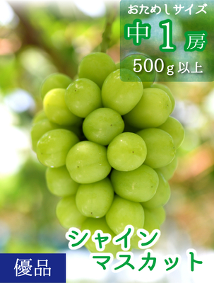 S-中1　[お試し1房 (500g以上)]　シャインマスカット【9月中下旬～発送開始】