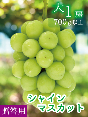 S-大1　[贈答用 大1房 (700g以上)]　シャインマスカット700g以上【9月中下旬～発送開始】